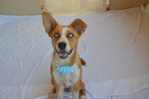 PLONK - Australian Cattle Dog/Blue Heeler / Husky available for adoption