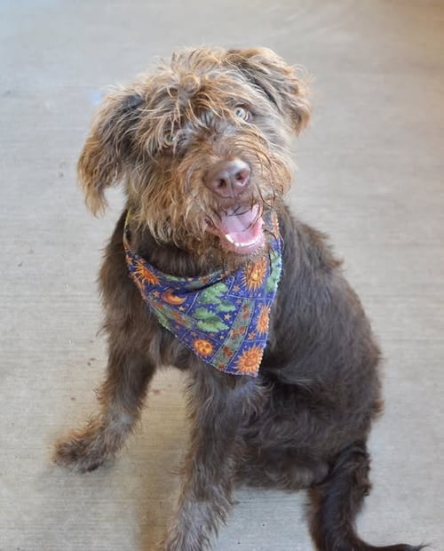 MEELO - Poodle (Standard) / Labrador Retriever available for adoption