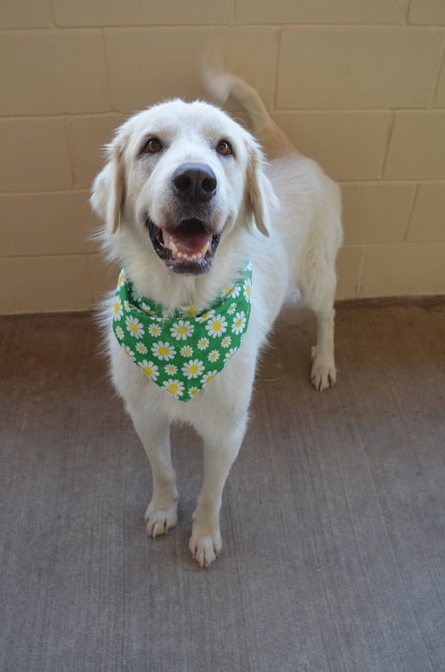NOODLEBOP - Great Pyrenees available for adoption