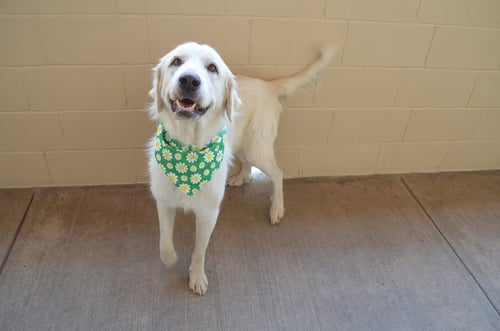 NOODLEBOP - Great Pyrenees available for adoption