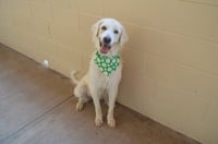 Noodlebop - Photo 3