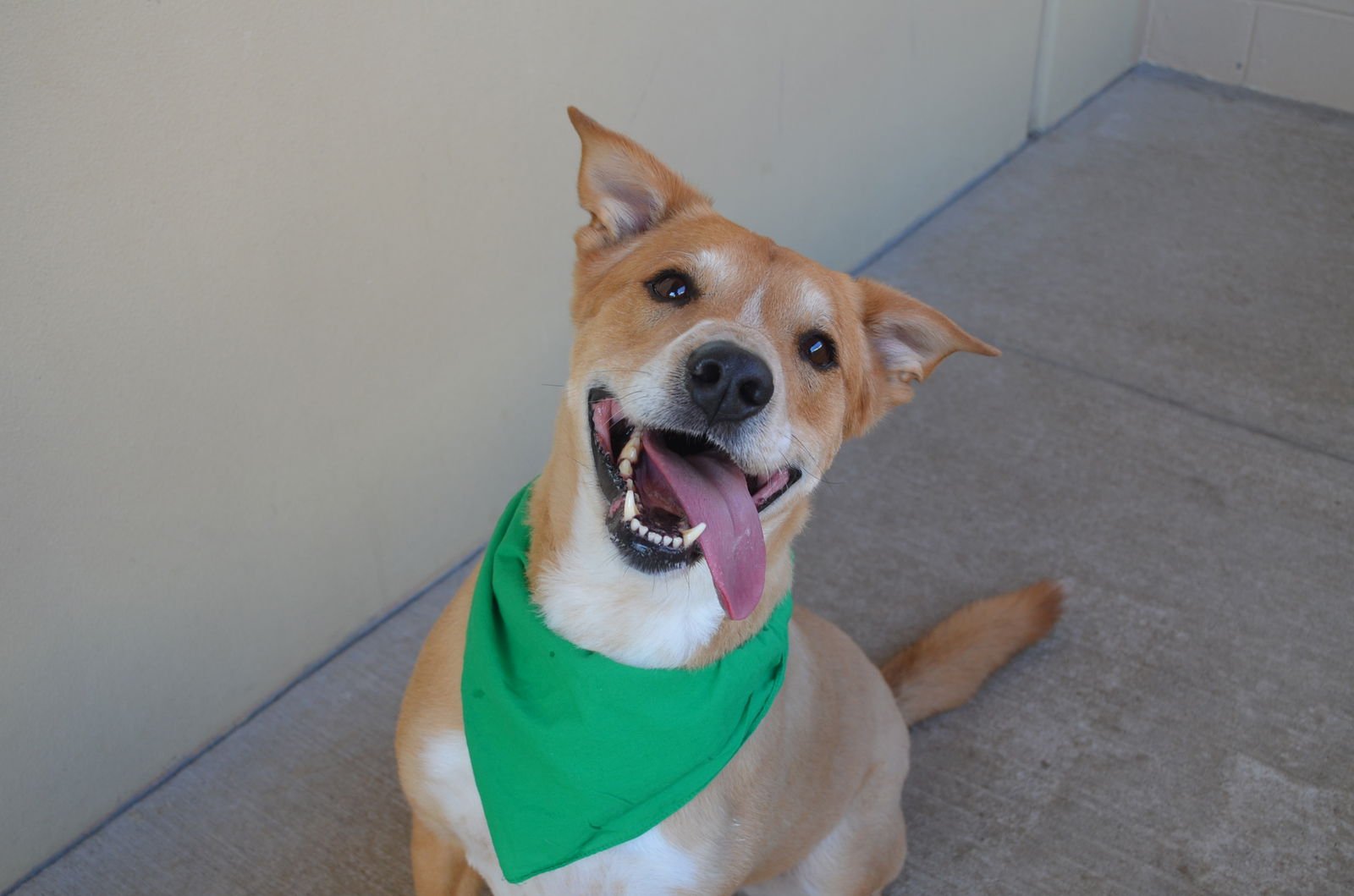 BEAR - Labrador Retriever available for adoption