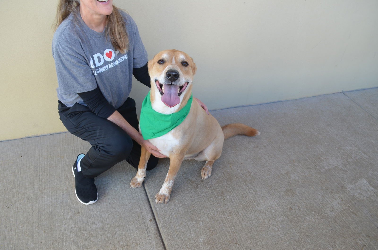 BEAR - Labrador Retriever available for adoption