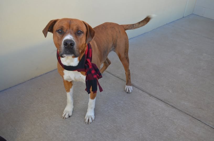 ZUCCHINI - Pit Bull Terrier available for adoption