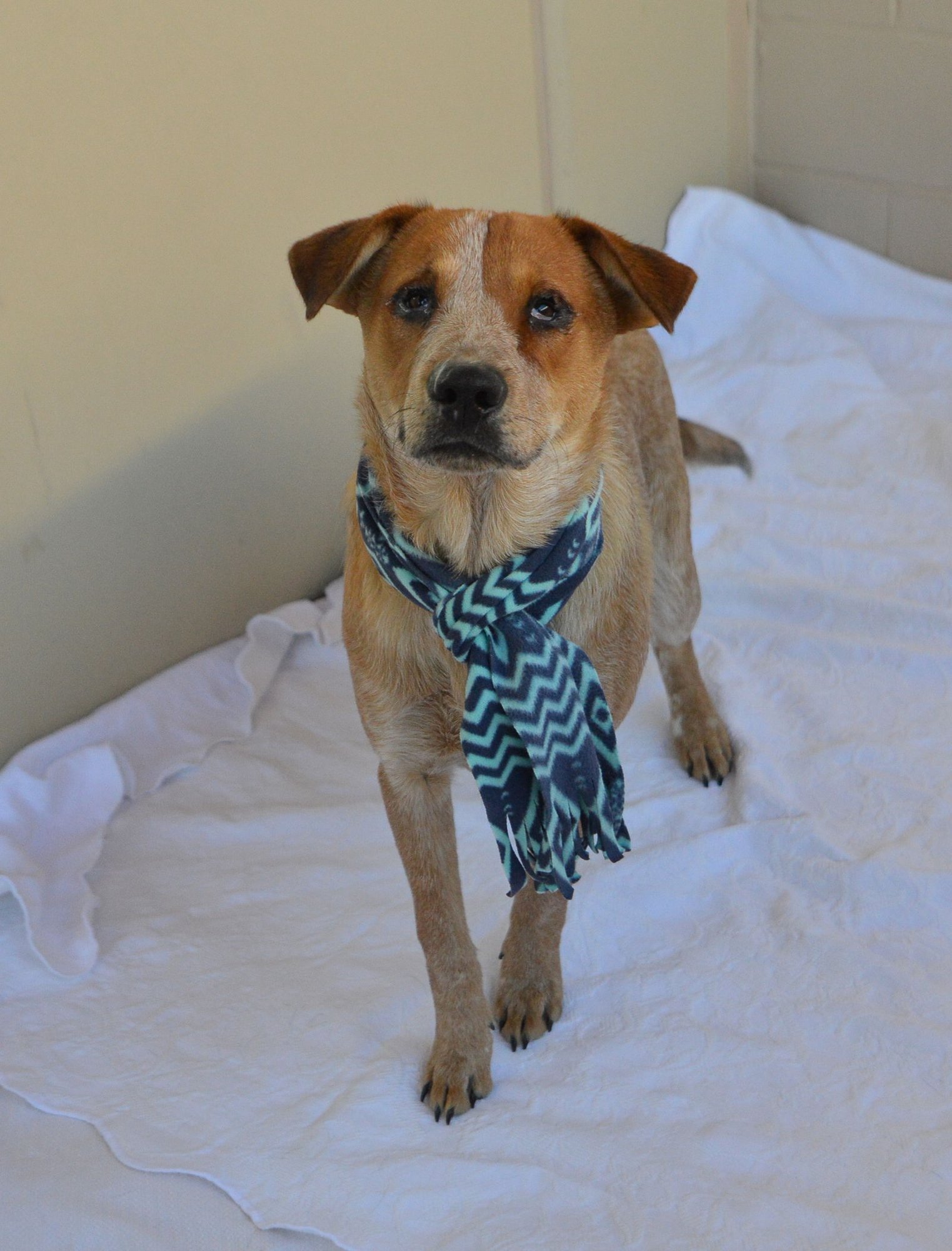 JOURNEY - Red Heeler available for adoption