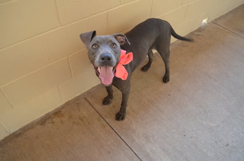 BLOOP - American Pit Bull Terrier for adoption in McKinney