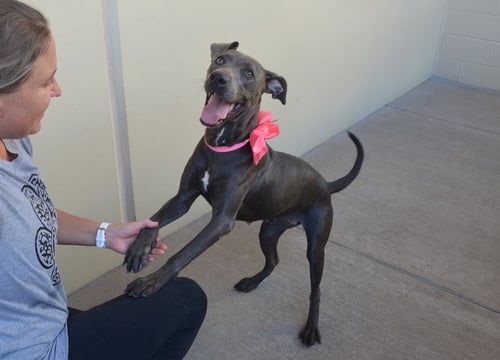 BLOOP - American Pit Bull Terrier available for adoption