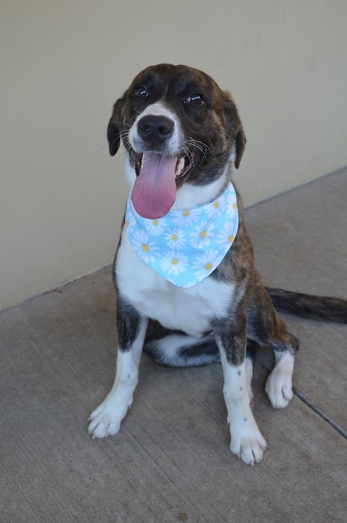 CLIPBOARD - Boxer / Shepherd available for adoption