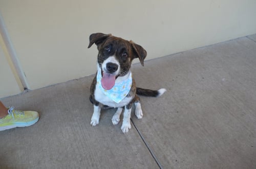 CLIPBOARD - Boxer / Shepherd available for adoption