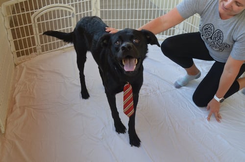 GRANITE - Labrador Retriever available for adoption