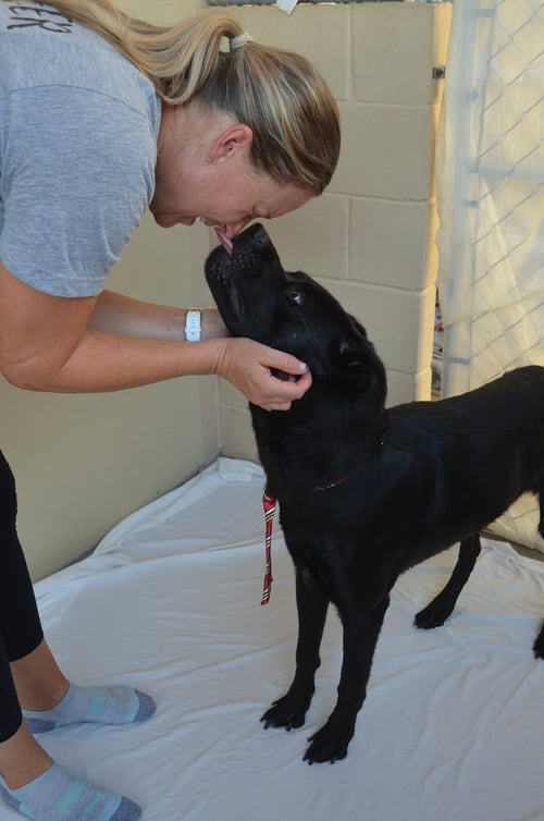 GRANITE - Labrador Retriever for adoption in McKinney