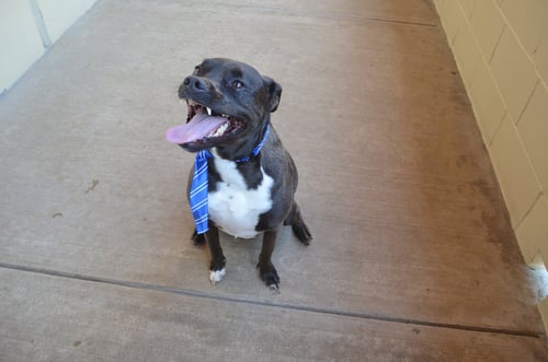 GUSTAVO - American Pit Bull Terrier for adoption in McKinney