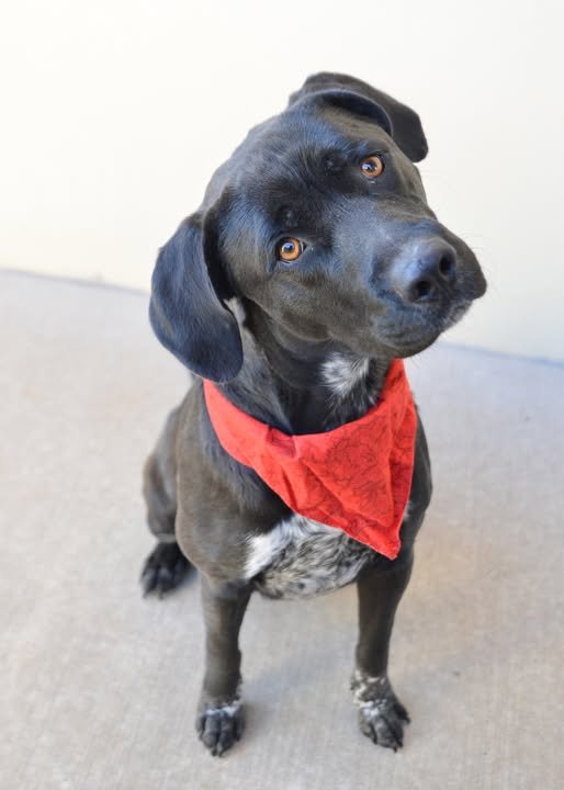 ROWLF - Labrador Retriever available for adoption