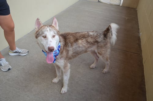 ARFENTINA - Husky for adoption in McKinney