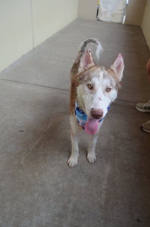 ARFENTINA - Husky available for adoption