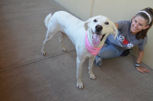 LATTE - Labrador Retriever for adoption in McKinney