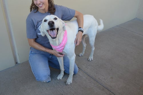 LATTE - Labrador Retriever available for adoption