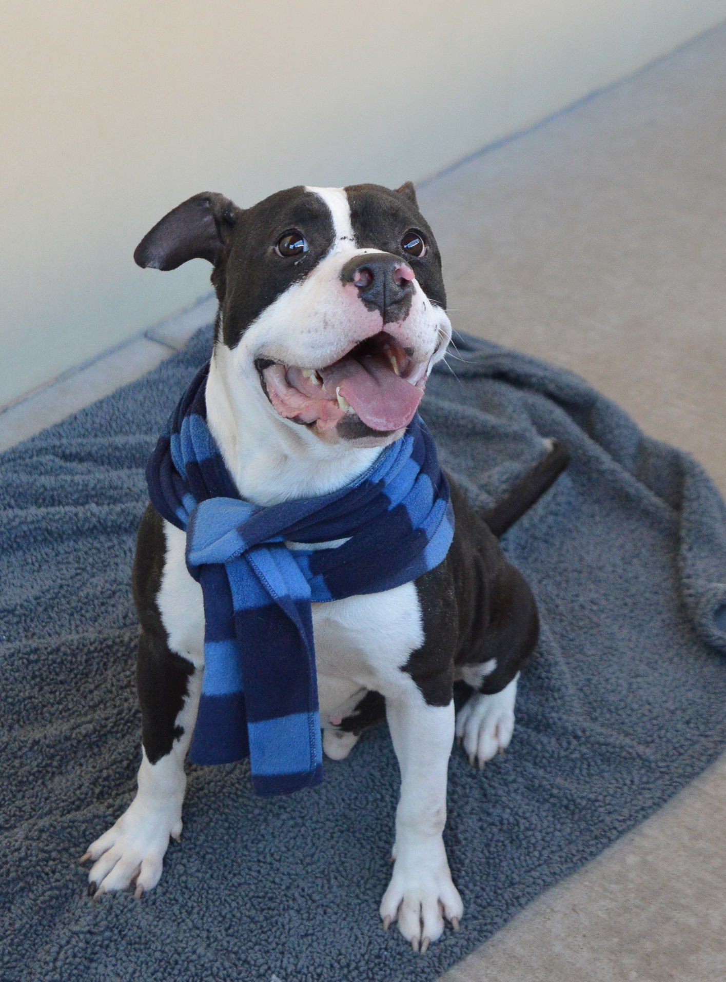 FIZZ - American Pit Bull Terrier available for adoption