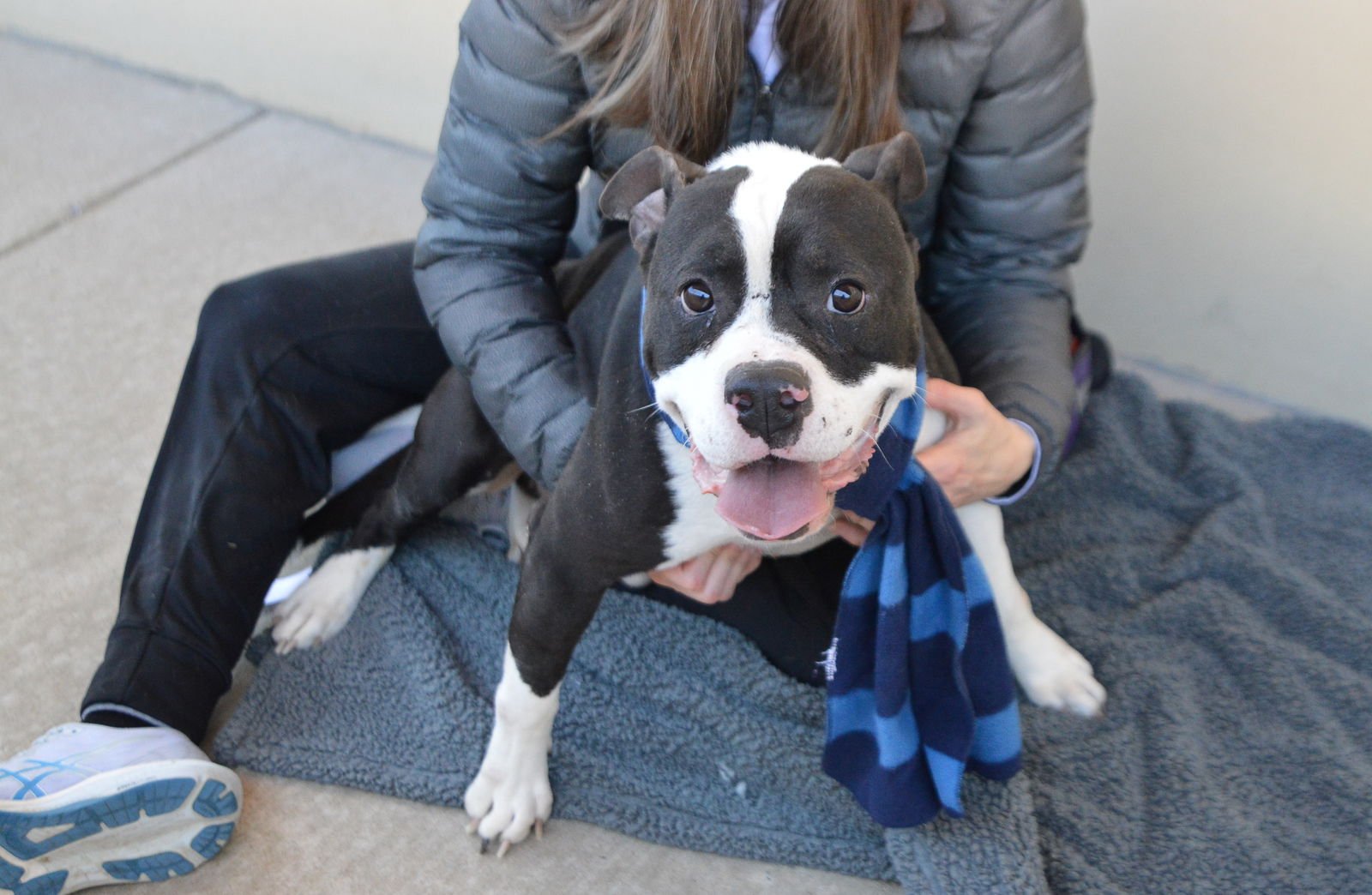 FIZZ - American Pit Bull Terrier available for adoption