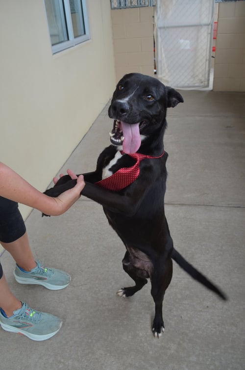 MARLIN - Labrador Retriever available for adoption
