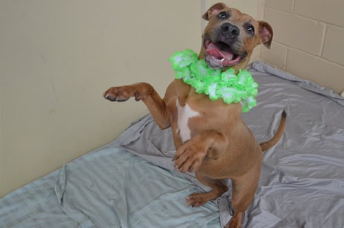 TOASTY - Pit Bull Terrier available for adoption