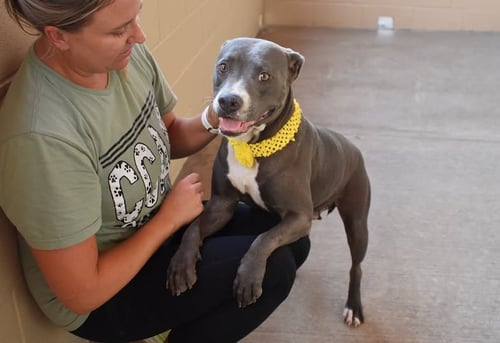 PEETA - American Pit Bull Terrier available for adoption