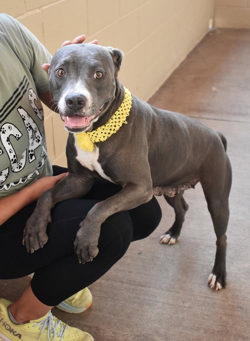 PEETA - American Pit Bull Terrier for adoption in McKinney
