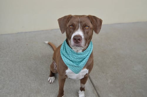 WRANGLER - Unknown available for adoption