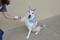Luna - Photo 1