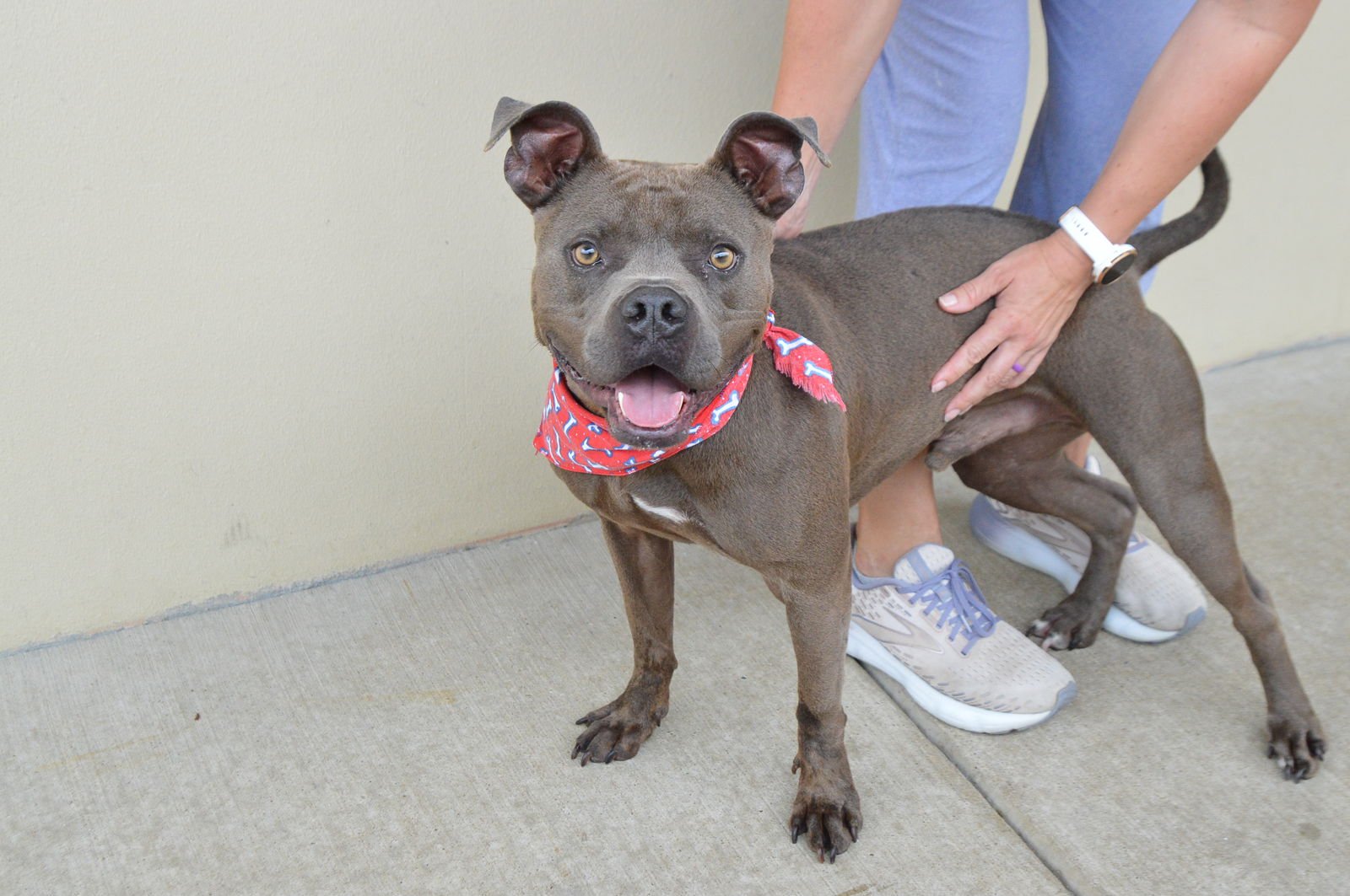 ROVER - American Pit Bull Terrier available for adoption