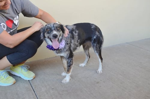 AMBIEN - Australian Shepherd available for adoption