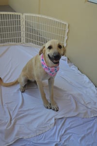 Ginger - Photo 1