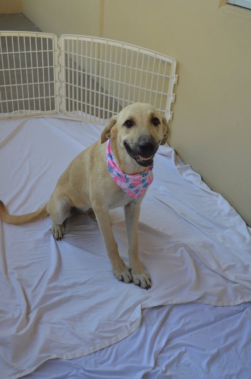 GINGER - Anatolian Shepherd for adoption in McKinney