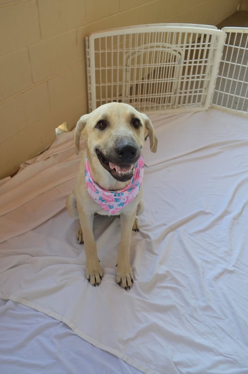 GINGER - Anatolian Shepherd available for adoption