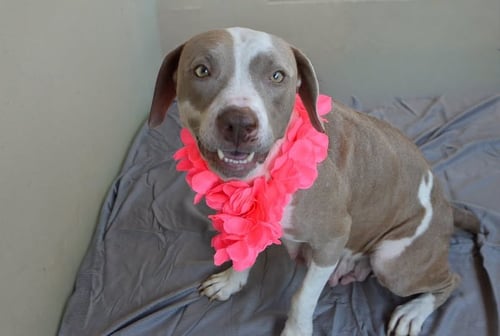 TEACUP WEREWOLF - American Pit Bull Terrier for adoption in McKinney