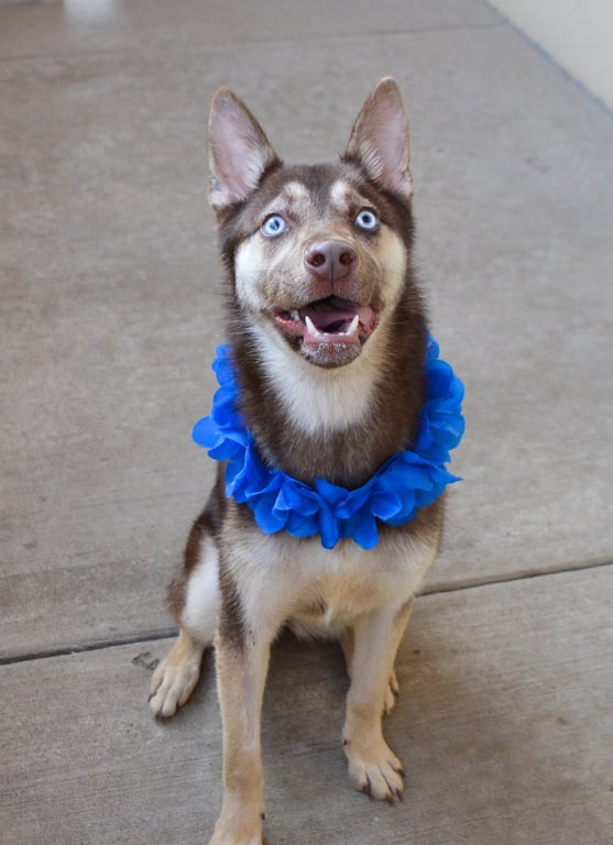 Koda Image