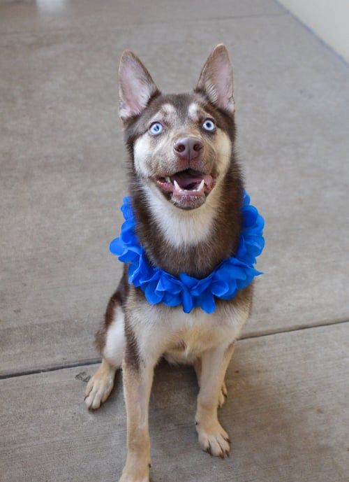KODA - Husky for adoption in McKinney