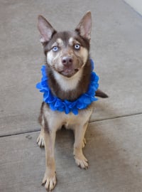 Koda - Photo 2