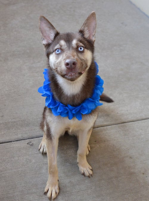 KODA - Husky available for adoption