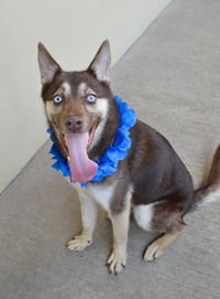 Koda - Photo 3