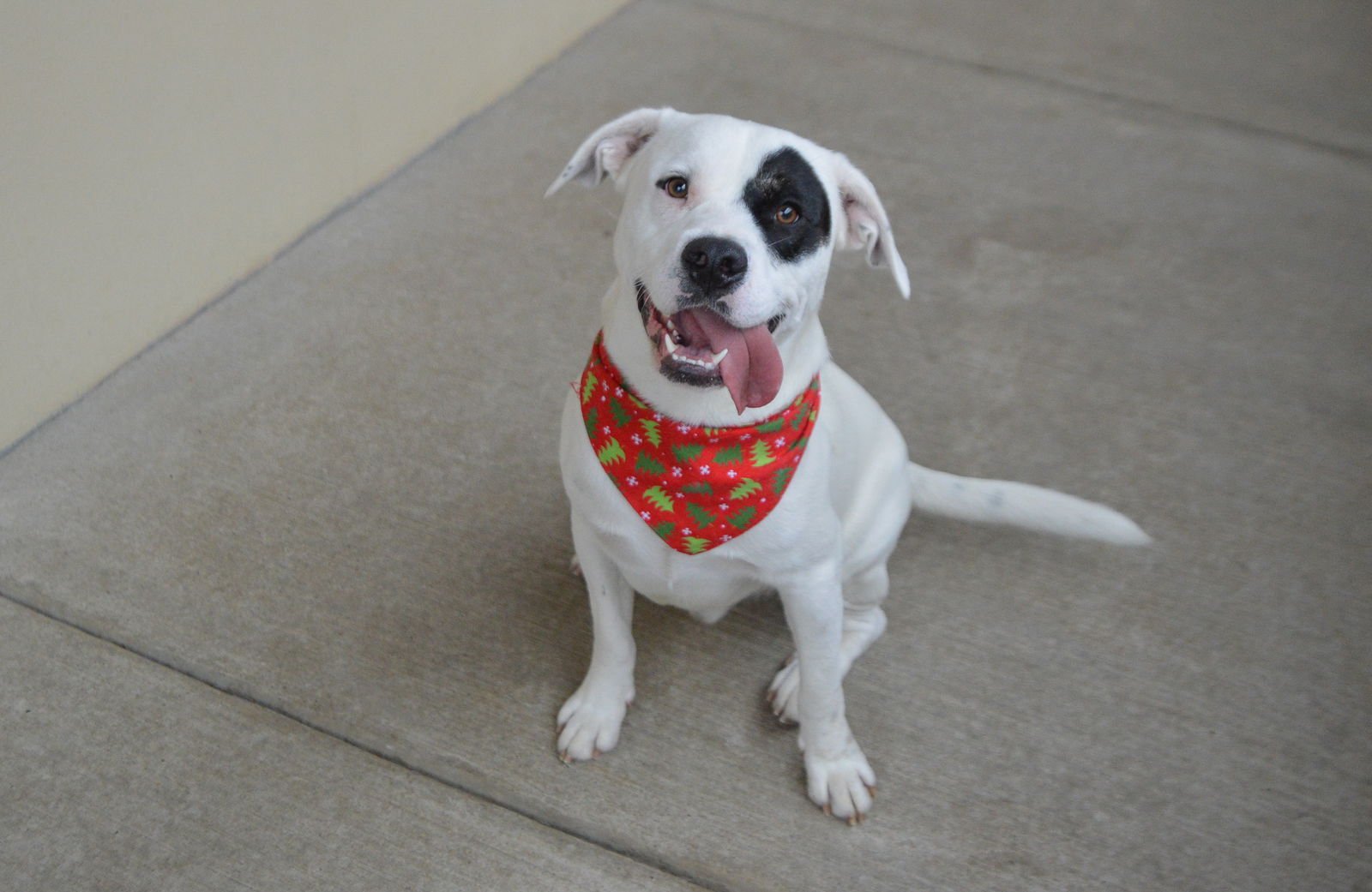 COWBOY - Pit Bull Terrier available for adoption