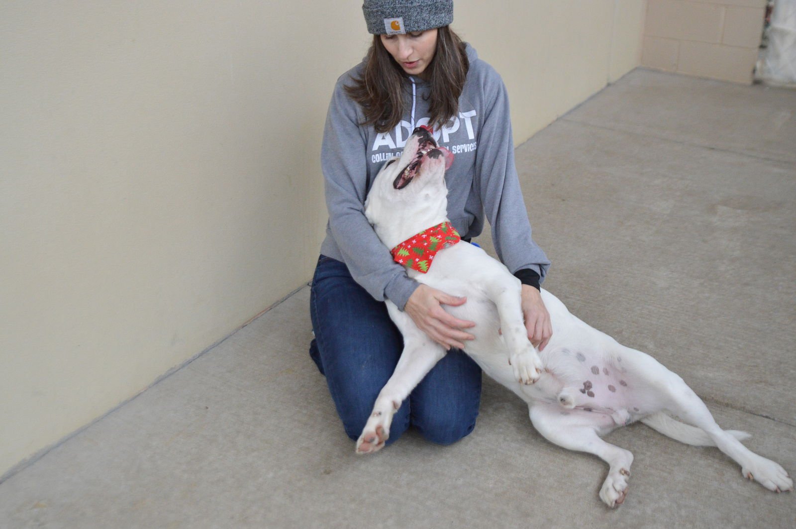 COWBOY - Pit Bull Terrier available for adoption