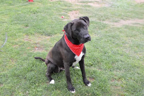 MIDNIGHT - Labrador Retriever available for adoption