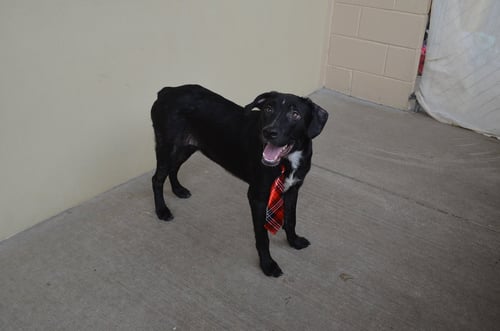 PAUL - Unknown for adoption in McKinney