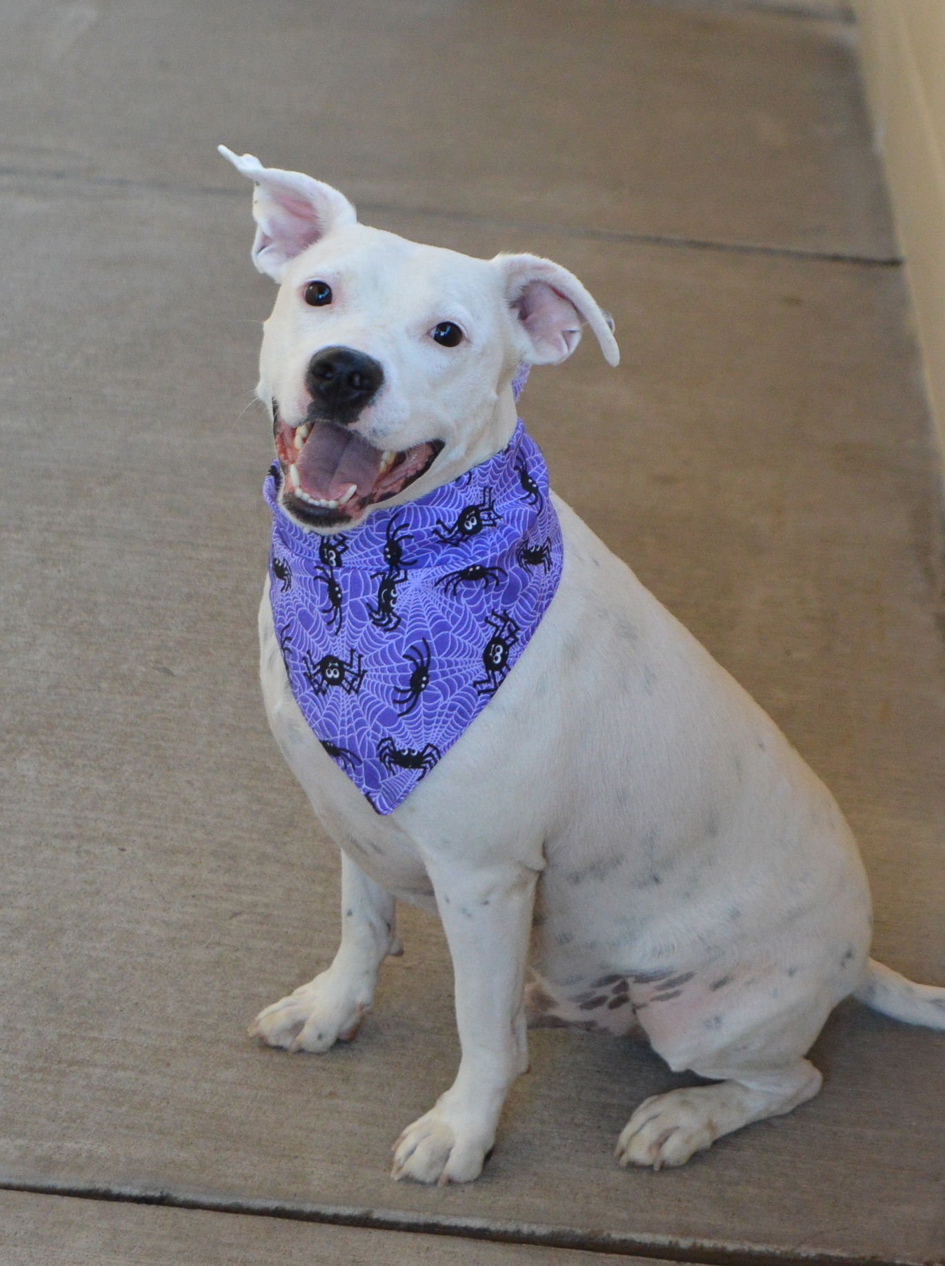 BLAKE - American Staffordshire Terrier available for adoption