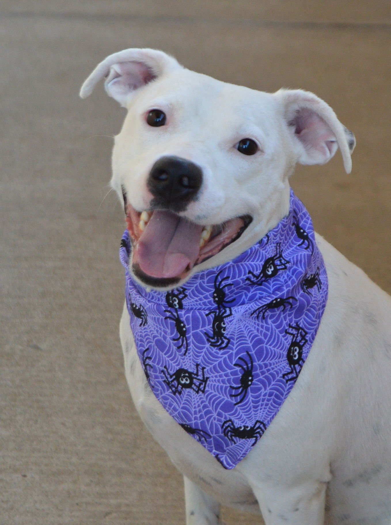 BLAKE - American Staffordshire Terrier available for adoption