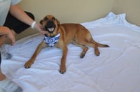 Woozle - Photo 2