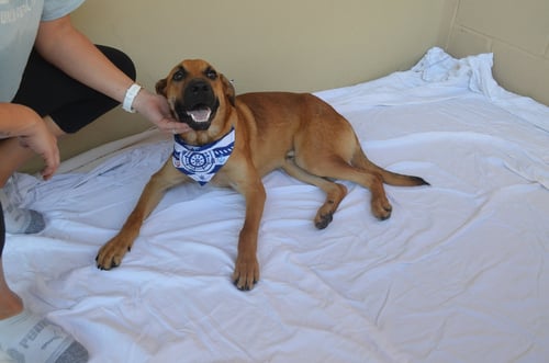 WOOZLE - Shepherd available for adoption