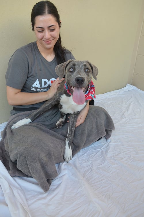 BISCOTTI (IN FOSTER) - Unknown for adoption in McKinney