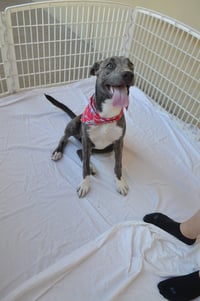 Biscotti (In Foster) - Photo 2